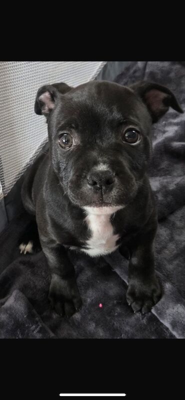 Kc registered puppies for sale - Image 11 of 12