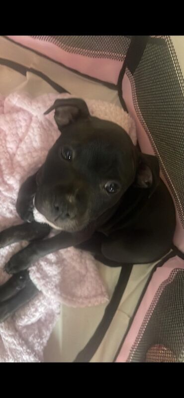 Kc registered puppies for sale - Image 12 of 12