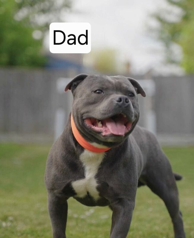 KC Registered Staffordshire Bull Terrier
