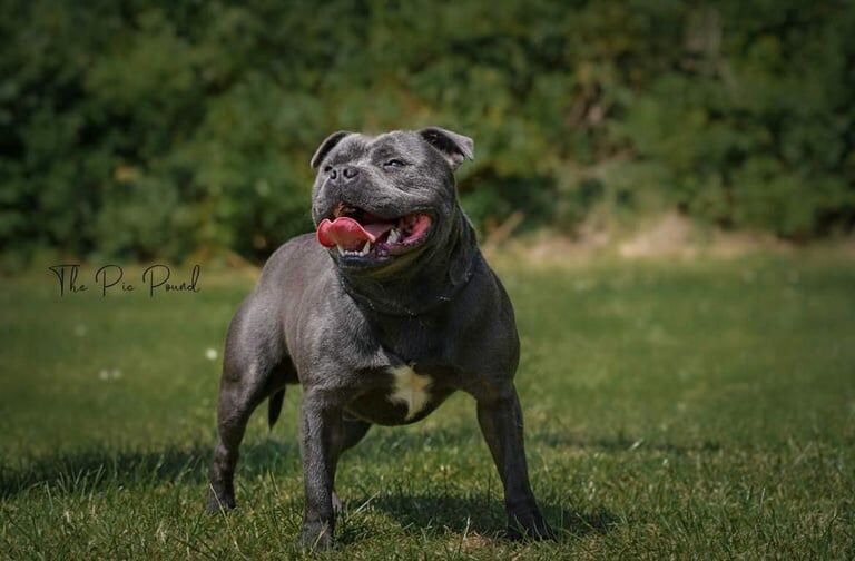 Staffordshire Bull Terrier puppies for sale in Small Heath, West Midlands – KC registered, 11 weeks old