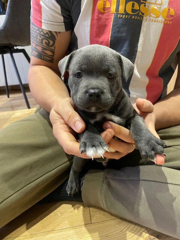 Staffordshire Bull Terrier puppies for sale in Crawley, West Sussex – KC registered, 5 weeks old