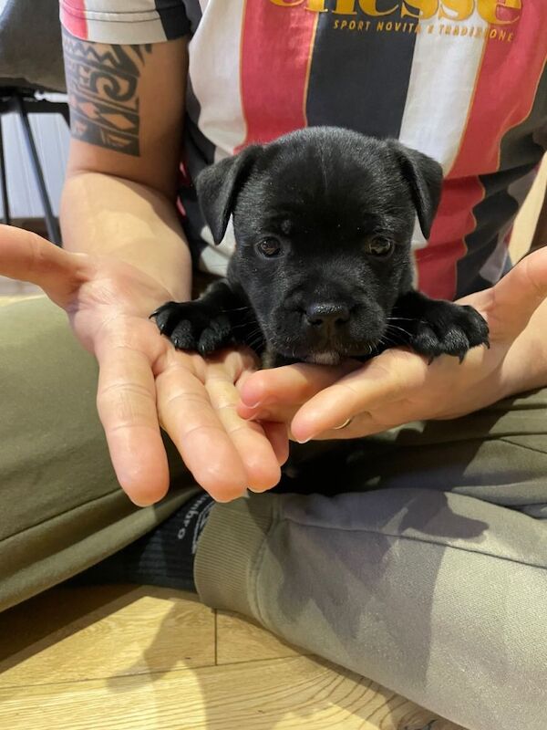 Staffordshire Bull Terrier puppies for sale in Crawley, West Sussex – KC registered, 8 weeks old - Image 2 of 6