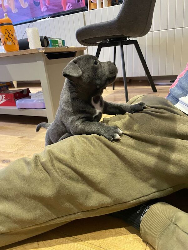 Staffordshire Bull Terrier puppies for sale in Crawley, West Sussex – KC registered, 8 weeks old - Image 4 of 6