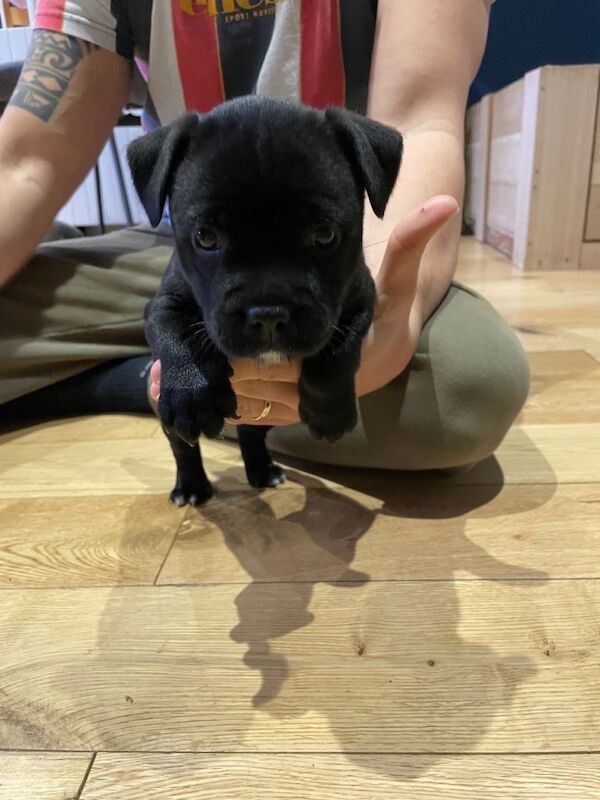 Staffordshire Bull Terrier puppies for sale in Crawley, West Sussex – KC registered, 8 weeks old - Image 5 of 6