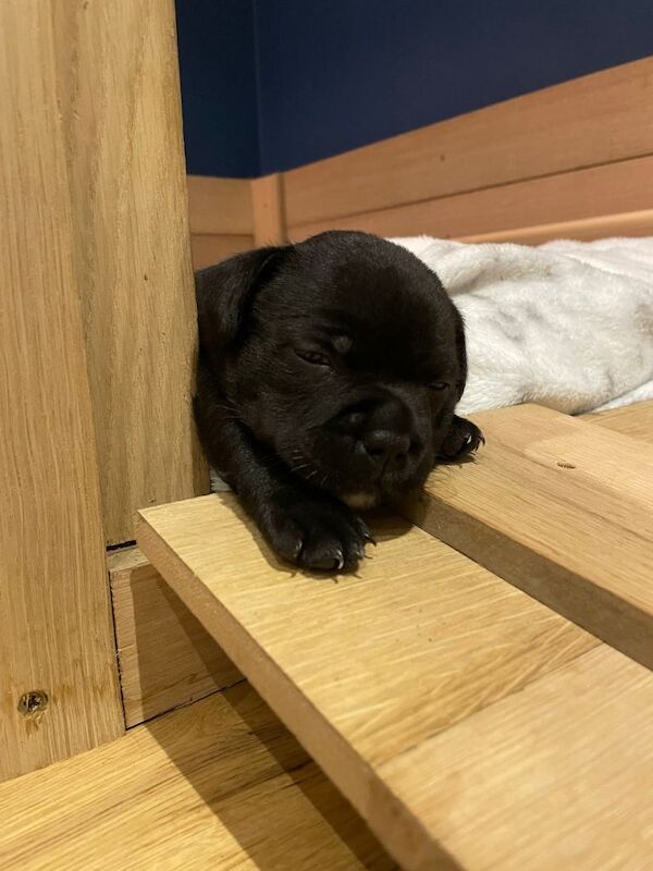Staffordshire Bull Terrier puppies for sale in Crawley, West Sussex – KC registered, 8 weeks old - Image 6 of 6