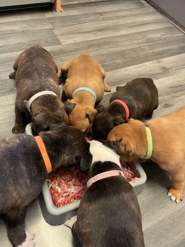 Staffordshire Bull Terrier puppies for sale in Trowbridge, Wiltshire – KC registered, 5 weeks old
