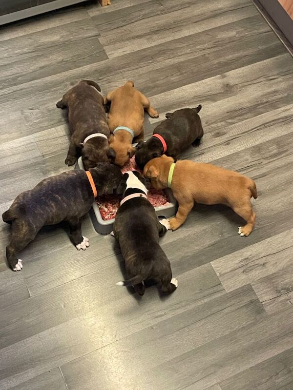 Staffordshire Bull Terrier puppies for sale in Trowbridge, Wiltshire – KC registered, 6 weeks old - Image 2 of 6