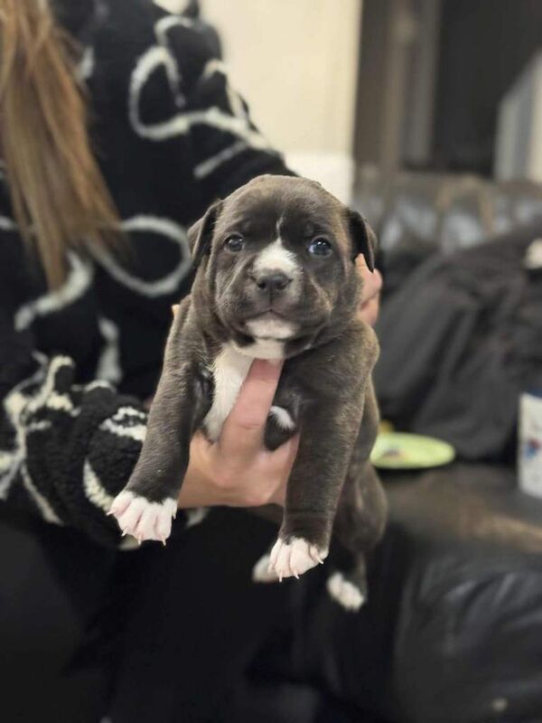 Staffordshire Bull Terrier puppies for sale in Trowbridge, Wiltshire – KC registered, 6 weeks old - Image 3 of 6
