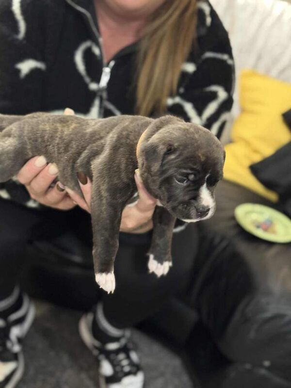 Staffordshire Bull Terrier puppies for sale in Trowbridge, Wiltshire – KC registered, 6 weeks old - Image 4 of 6