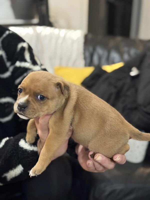Staffordshire Bull Terrier puppies for sale in Trowbridge, Wiltshire – KC registered, 6 weeks old - Image 5 of 6