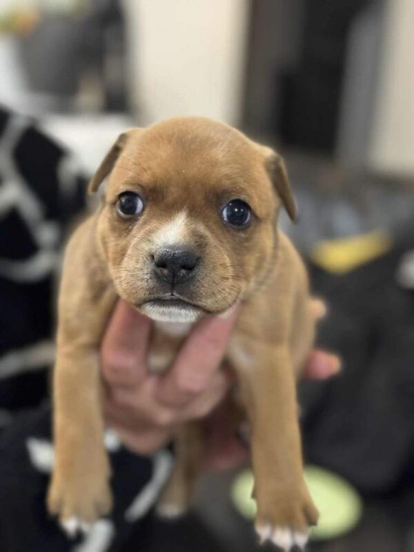 Staffordshire Bull Terrier puppies for sale in Trowbridge, Wiltshire – KC registered, 6 weeks old - Image 6 of 6