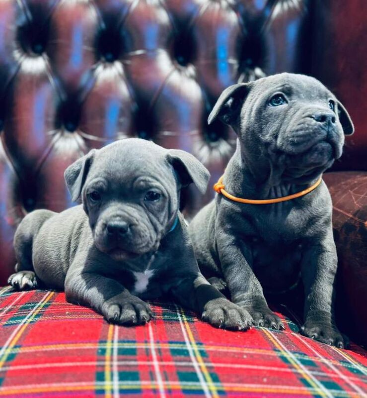 Kennel Club Registered Staffordshire Bull Terrier Puppies For Sale