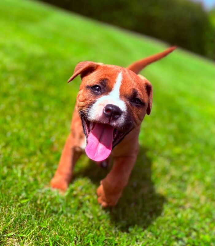 Kc registered Staffordshire bull terrier pups