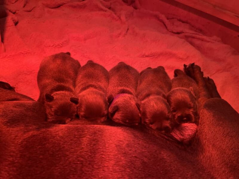 KC Registered Staffordshire Bull Terriers for sale in Birmingham, West Midlands