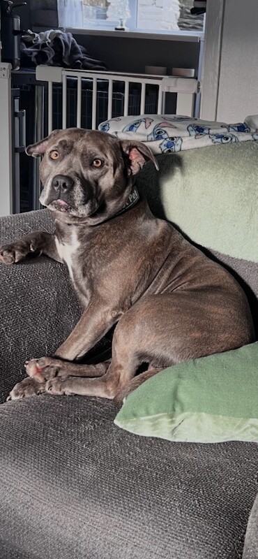 Kennel Club Registered Staffordshire Bull Terrier Puppies For Sale