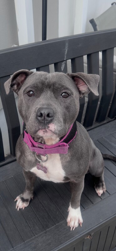 KC Registered Staffordshire Bull Terriers (Pair) – £950 – Bridgend - Image 2 of 6