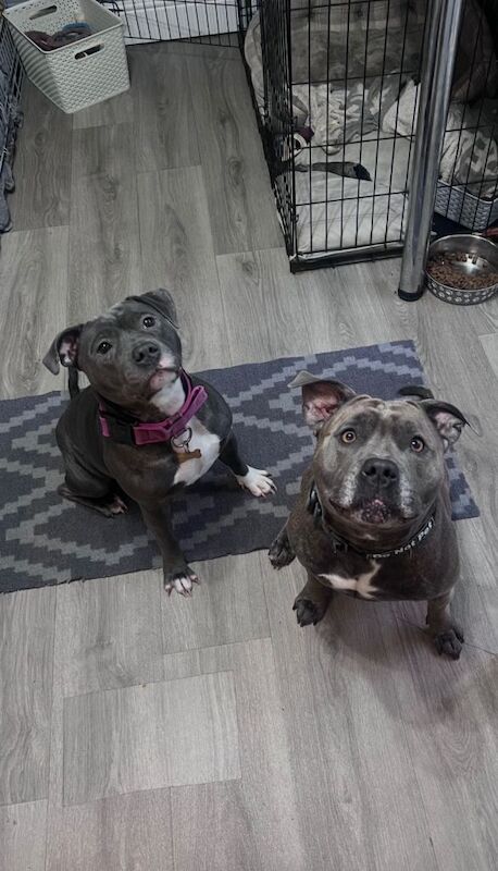 KC Registered Staffordshire Bull Terriers (Pair) – £950 – Bridgend - Image 4 of 6