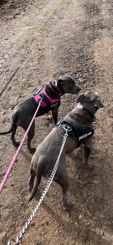 KC Registered Staffordshire Bull Terriers (Pair) – £950 – Bridgend - Image 5 of 6