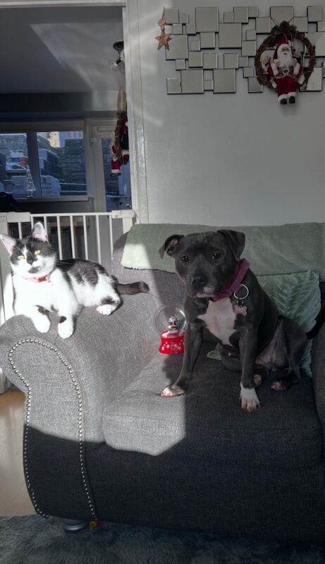 KC Registered Staffordshire Bull Terriers (Pair) – £950 – Bridgend - Image 6 of 6