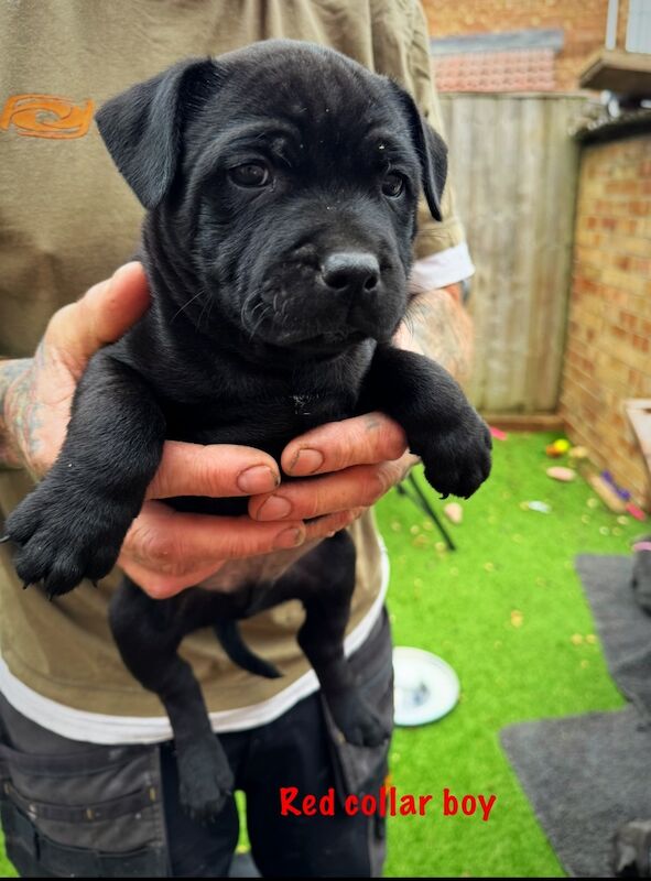 Kc registered Staffy puppies READY TO GO NOW for sale in Taunton, Somerset