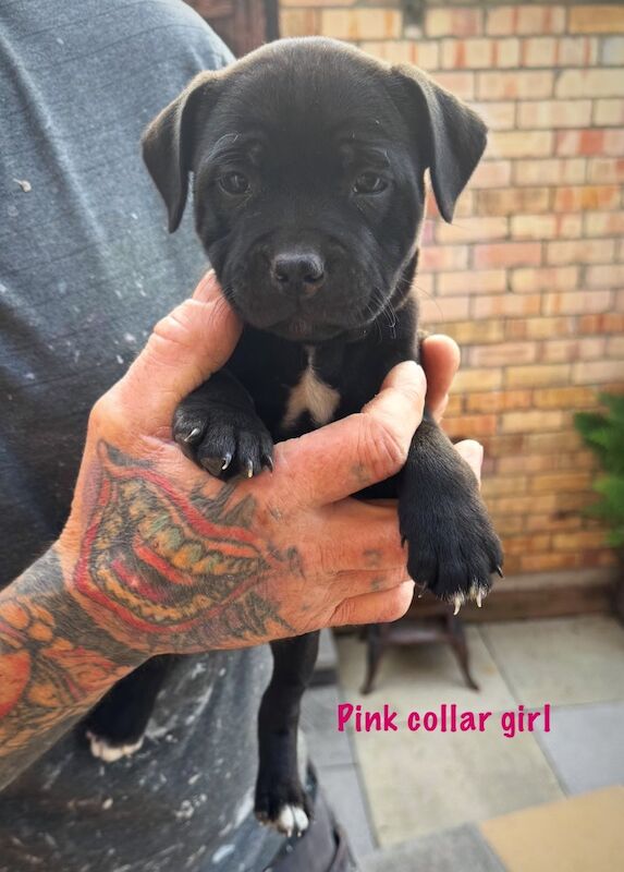 Staffordshire Bull Terrier puppies for sale in Taunton, Somerset – KC registered, 11 weeks old