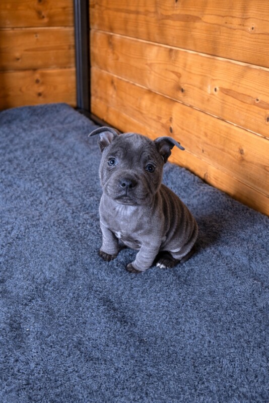 KC registered Staffy pups