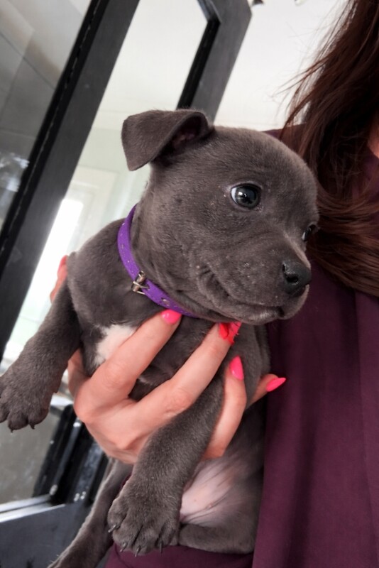 KC registered Staffy pups - Image 2 of 2