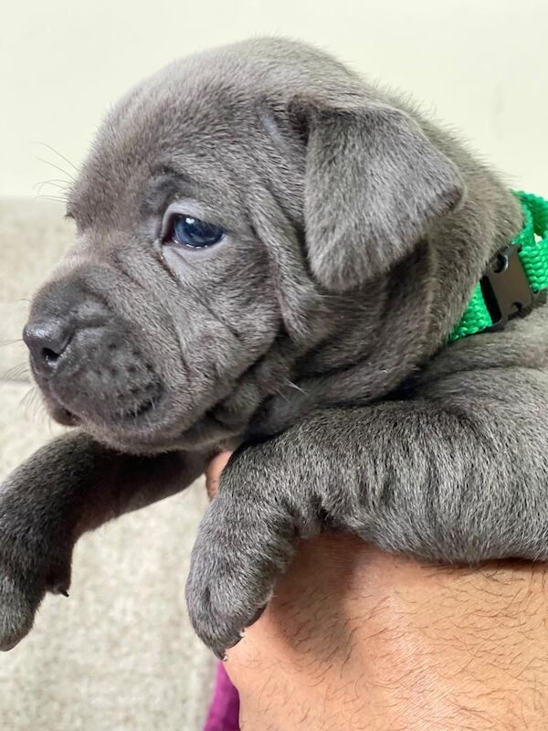 Staffordshire Bull Terrier puppies for sale in Birmingham, West Midlands – KC registered, 6 weeks old - Image 1 of 6