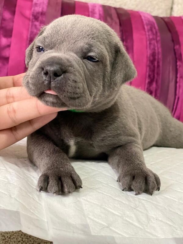 Staffordshire Bull Terrier puppies for sale in Birmingham, West Midlands – KC registered, 6 weeks old - Image 3 of 6