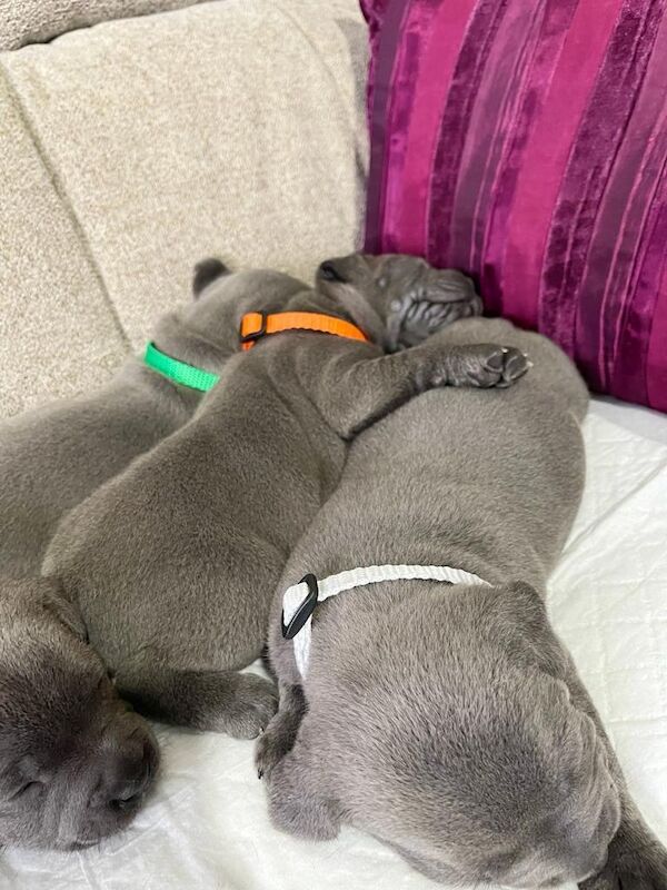 Staffordshire Bull Terrier puppies for sale in Birmingham, West Midlands – KC registered, 6 weeks old - Image 4 of 6