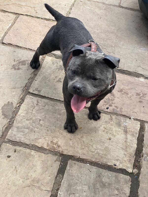 Staffordshire Bull Terrier puppies for sale in Birmingham, West Midlands – KC registered, 6 weeks old - Image 5 of 6