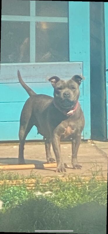 Staffordshire Bull Terrier puppies for sale in Birmingham, West Midlands – KC registered, 6 weeks old - Image 6 of 6