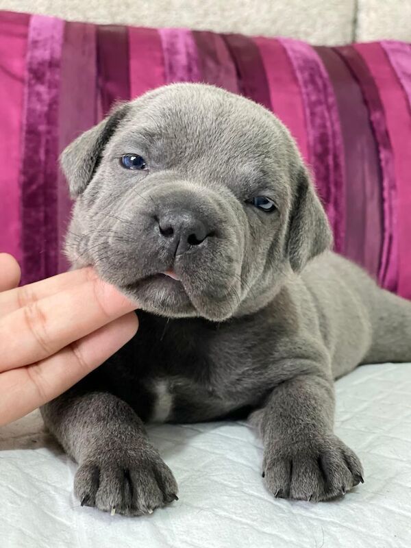 Staffordshire Bull Terrier puppies for sale in Birmingham, West Midlands – KC registered, 6 weeks old