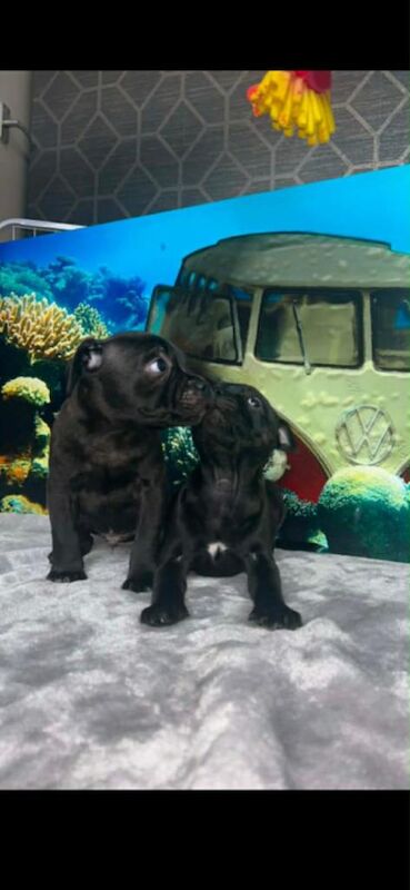 Staffie Puppies For Sale