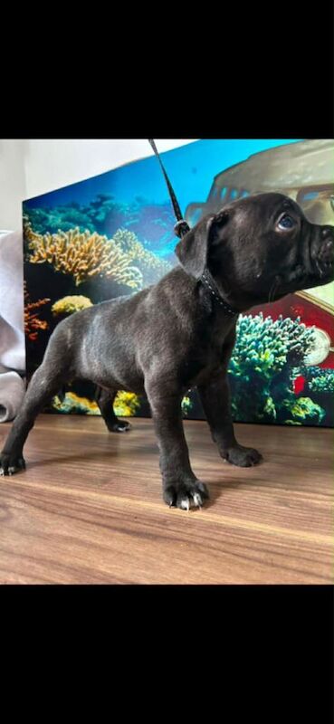 KC Staffordshire Bull Terrier Puppies £2200 - Image 2 of 4
