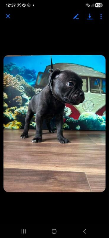 KC Staffordshire Bull Terrier Puppies £2200 - Image 3 of 4