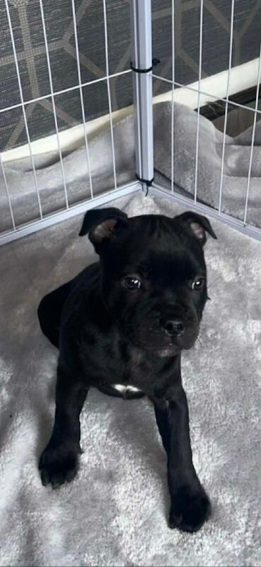 KC Staffordshire Bull Terrier Puppies £2200 - Image 4 of 4