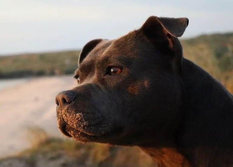 Staffordshire Bull Terrier puppies for sale in Bilston, West Midlands – KC registered, 6 weeks old