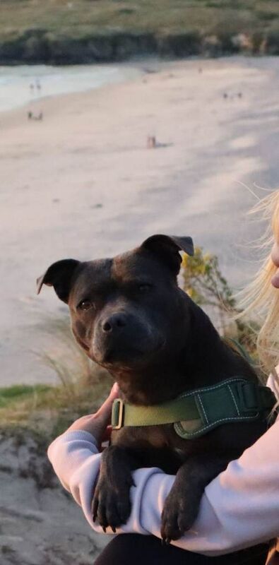 Staffordshire Bull Terrier puppies for sale in Bilston, West Midlands – KC registered, 6 weeks old - Image 2 of 6