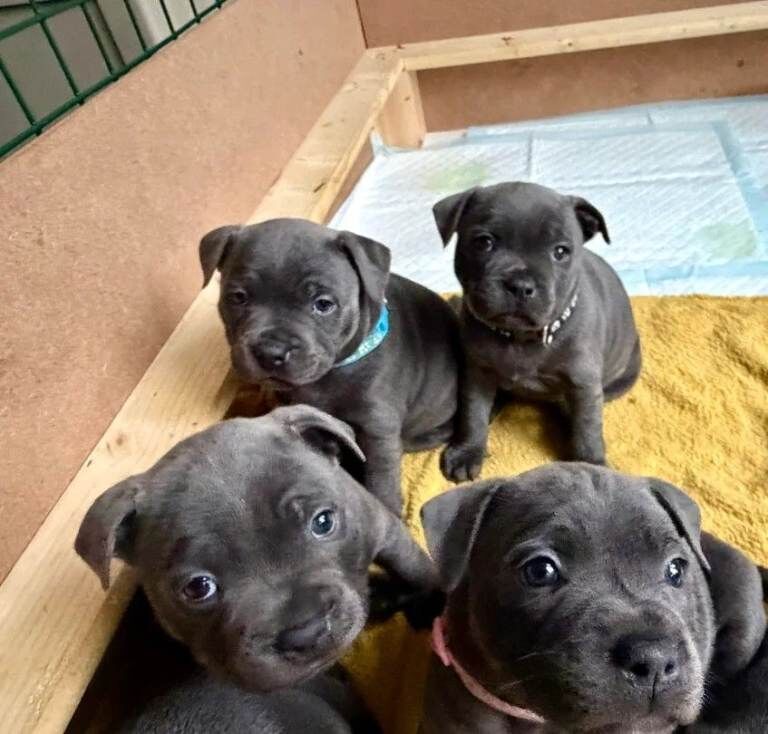 Staffordshire Bull Terrier puppies for sale in Bilston, West Midlands – KC registered, 6 weeks old - Image 3 of 6