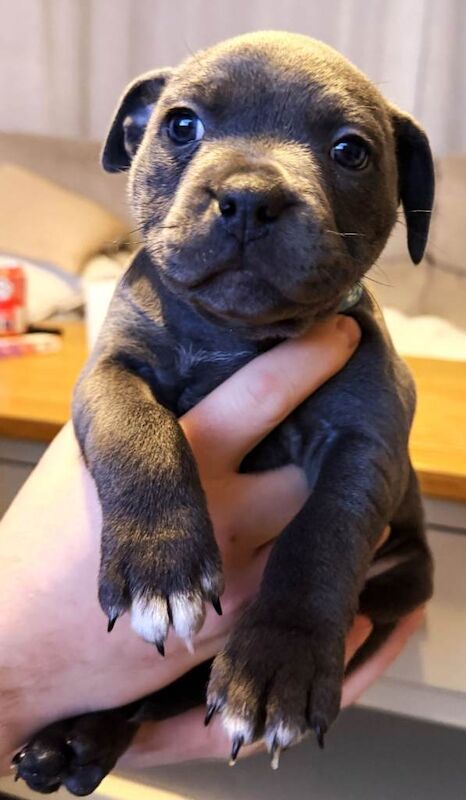 Staffordshire Bull Terrier puppies for sale in Bilston, West Midlands – KC registered, 6 weeks old - Image 5 of 6