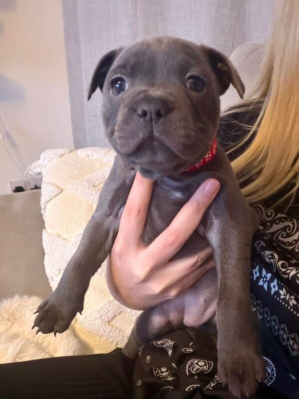 Staffordshire Bull Terrier puppies for sale in Bilston, West Midlands – KC registered, 6 weeks old - Image 6 of 6