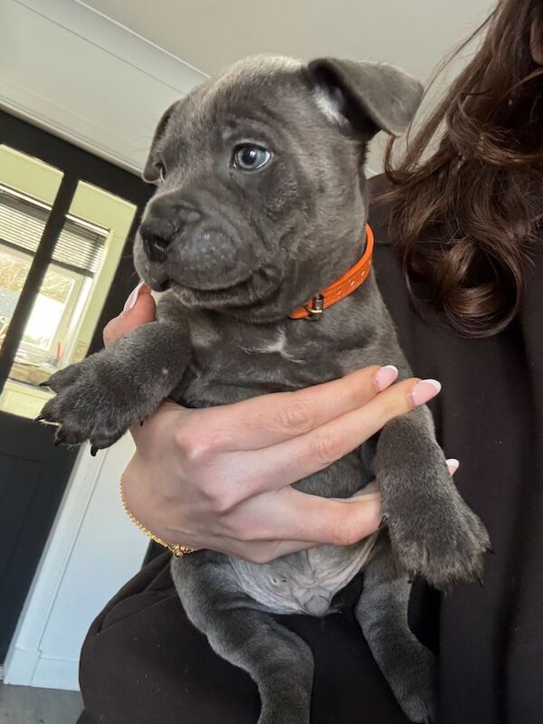 Blue Staffordshire Bull Terrier Puppies For Sale