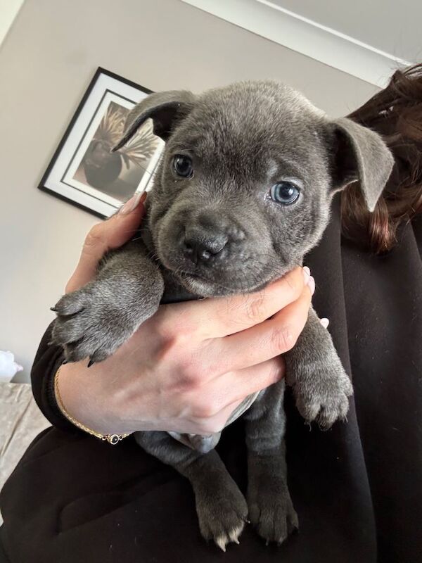 KC Staffy pups - Image 2 of 5