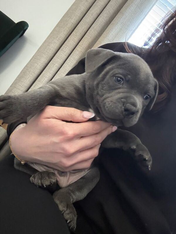 KC Staffy pups - Image 3 of 5