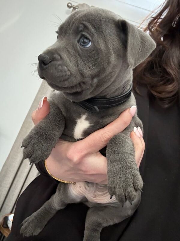 KC Staffy pups - Image 4 of 5