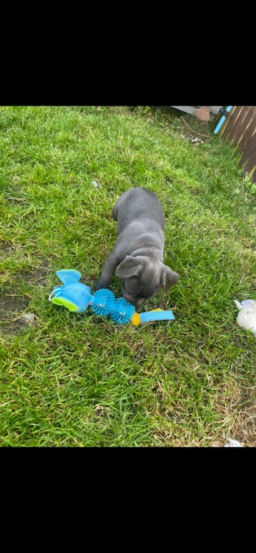 KC Staffy pups - Image 5 of 5