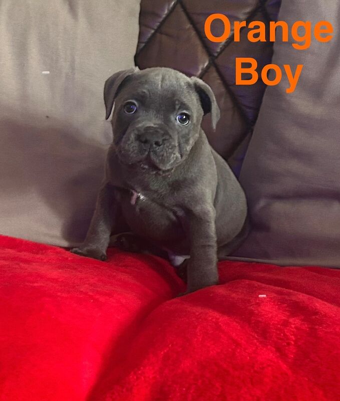 Kennel club Blue Staffordshire bullterrier short legged for sale in Walsall, West Midlands