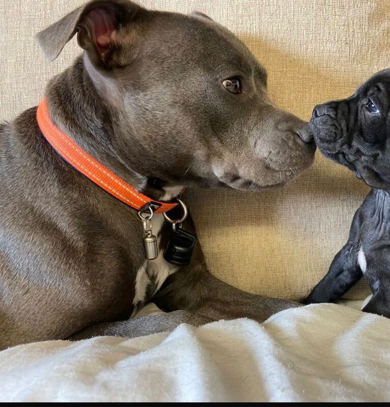 Staffordshire Bull Terrier puppies for sale in Hillsborough, County Down – KC registered, a few seconds old