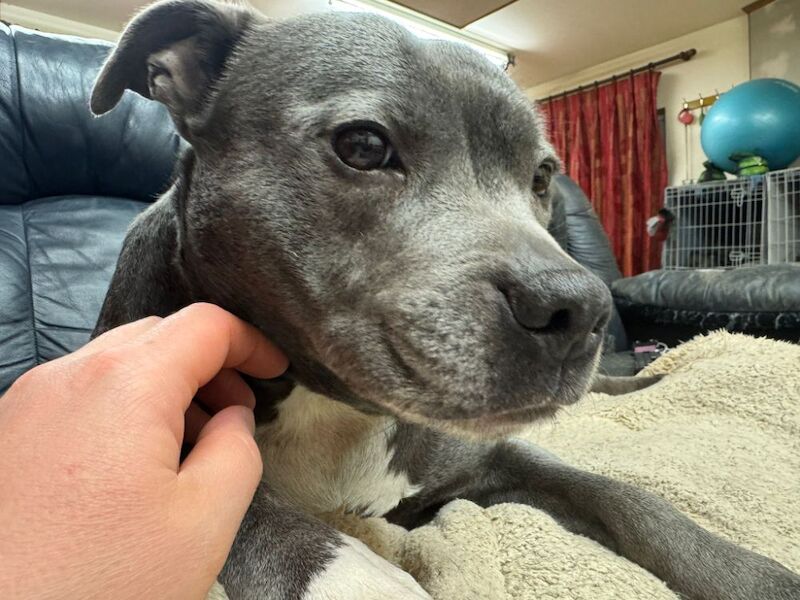 Staffordshire Bull Terrier puppies for sale in Hillsborough, County Down – KC registered, 1 week old - Image 4 of 7